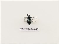 藏品(象鼻蟲(2))的圖片